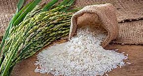Productores de arroz afirman que no hay desabastecimiento