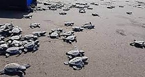Liberan ms de 29 mil neonatos de tortugas marinas en Alanje
