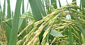 Chiriquí produce semilla certificada de arroz