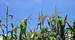 Parcela demostrativa de maíz establecerá el MIDA