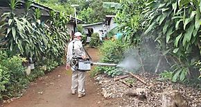 Aumentan criaderos del mosquito Aedes aegypti en Chiriqu