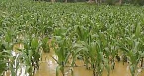 Lluvias afectan producción agrícola