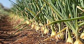 Aumenta la produccin de cebolla en Panam