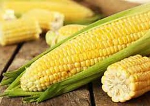 Productores de maíz han recibido B/.7.8 millones en pagos