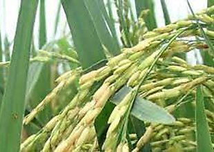 Productores garantizan que habr arroz nacional hasta el 8 de agosto