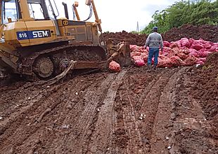 Mil sacos de cebolla producto de supuesto contrabando, fueron destruidos ayer en Colón