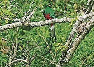 Comienza temporada de avistamiento de quetzales