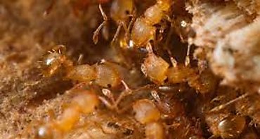 La hormiga eléctrica, peligrosa para la biodiversidad, detectada por primera vez en Francia