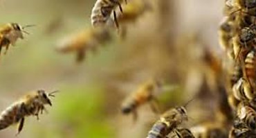 Aumentan casos por picaduras de abejas africanizadas en Chiriquí