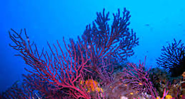Las gorgonias: ¿qué son estas criaturas marinas?