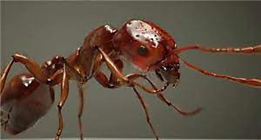 Especies invasoras: ¿están conquistando Europa las hormigas rojas de fuego?