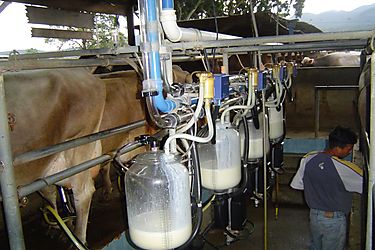 Estrella Azul no recibir produccin de leche en Chiriqu debido a saturacin