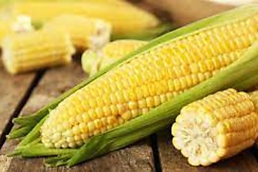 Productores de maíz han recibido B78 millones en pagos