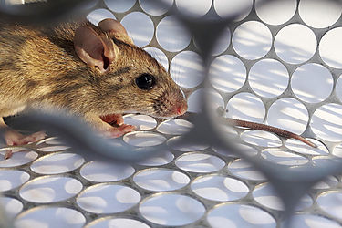 Cientficos logran revertir el envejecimiento en ratones con ayuda de protenas especiales y planean hacer lo mismo con los humanos