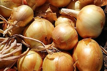 IMA inform a productores de cebolla que presenten sus cuentas para recibir respectivos pagos