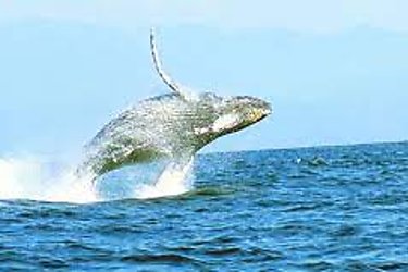 Chiriquí recibe a turistas por avistamiento de ballenas