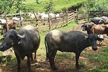 Realizarn Taller sobre la crianza y cuidados de bfalo en Panam