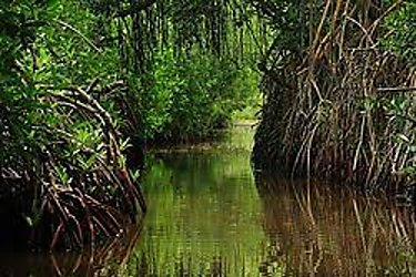 Marviva recomienda no otorgar viabilidad ambiental a proyecto portuario y turístico en los manglares de David