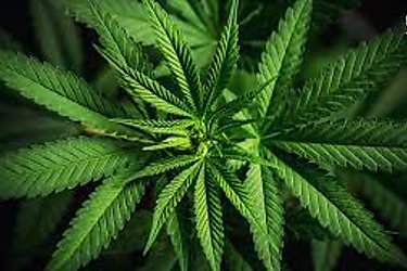 Ms de 20 empresas interesadas en obtener licencia para fabricacin de derivados del cannabis medicinal