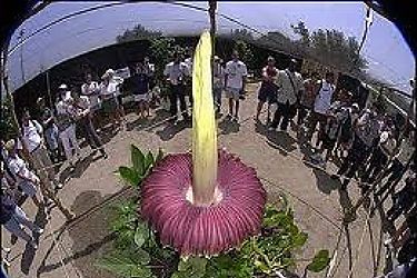 Florece en Francia la flor ms grande del mundo que huele a cadver