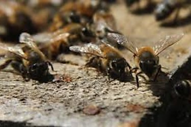 Muere adulto mayor por  picadura de  abejas africanizadas