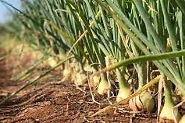 Aumenta la produccin de cebolla en Panam