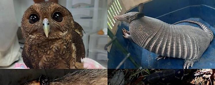 Autoridades rescataron a 42 animales silvestres en Chiriqu 