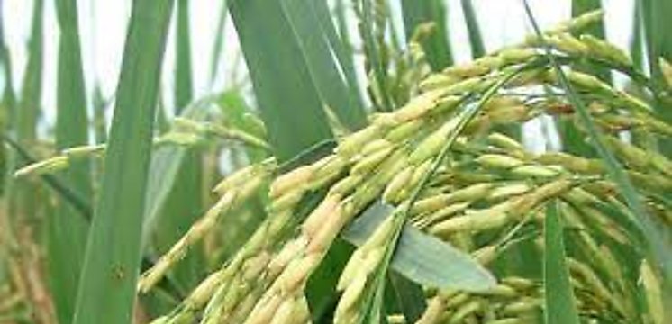 Aumento de precios del arroz anticipa riesgos alimentarios