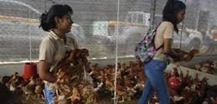 Ms de 16 mil gallinas ponedoras son distribuidas por Meduca en centros educativos