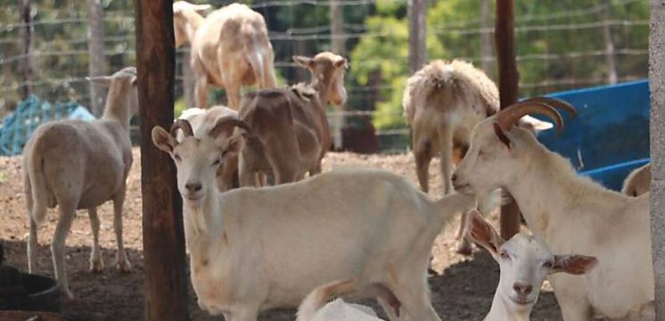 La produccin y el consumo de leche de cabra crece en Panam